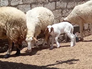 فطيمة ناكوع
