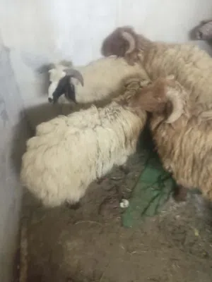 خاروفن 2 اخر اشي حرق