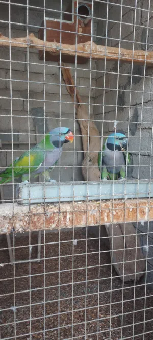 كوبيا ببغاء دربيان