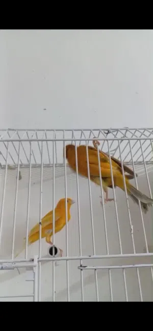 فحل كرزي غامق ماشاء الله منظر ومحضر
