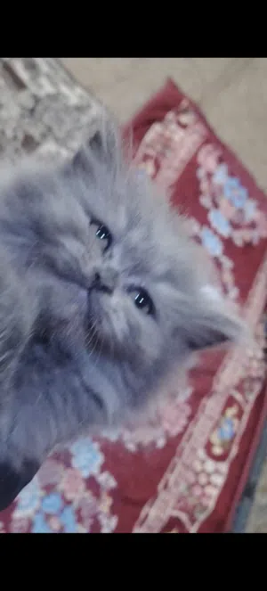 قطه أنثى بلدوزر محد يواجهه حتى امه ماتكدر عليه نشطه لعوبه ذكيه متعلمه على لتر بوكس