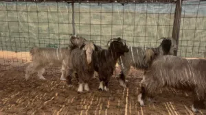 اغنام جباليات