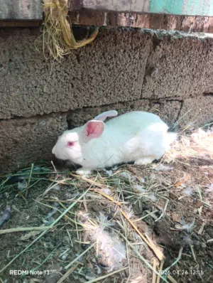 للبيع ارنب