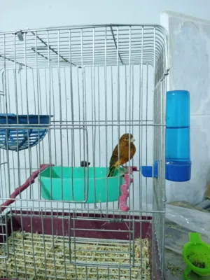 طيره شغاله ام فراخ أنتجت عندي للبيع