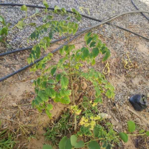 شتلات تين وليمون وباشن فروت