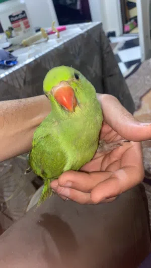 دره هندي تاكيل يدوي