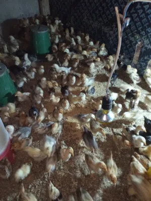 موجود 400 صوص دجاج بلدي ماخذ جميع المطاعيم عمر 13 يوم