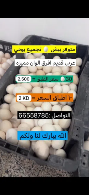 سو علان فسوق المفتوح  الرقم للتواصل