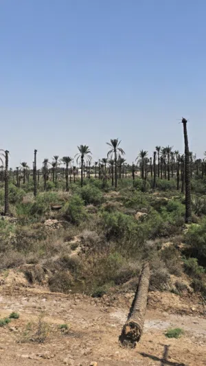 ارض زراعية طابو ملك صرف للبيع في منطقة النعيم القرنة
