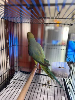Indian Ringneck parrot