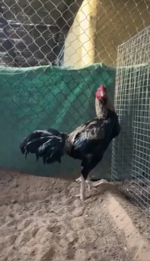 طير باكستاني بيور