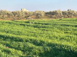 قطعة ارض استثمارية في أم العمد حوض 6النجميه بمساحة سبعه دونمات ونصف من المالك مباشره