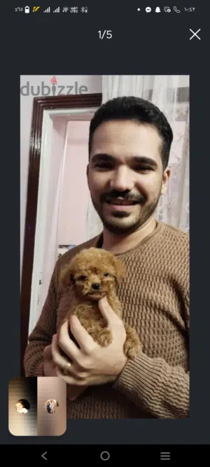 بودل poodle