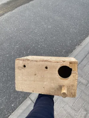 سحاره طيور
