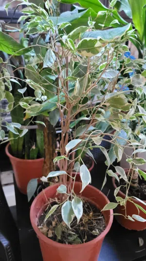 نباتات هولنديه مزروعه بتربه بتموس معقمه وخاليه من الحشرات بسعر حرق للبيع لعدم التفرغ والاهتمام