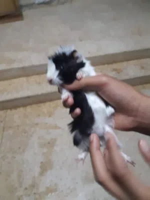 ارنب هندي غينا جي