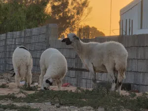 نعجة تومية الله يبارك عز من يكسب
