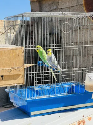 جوز باقلينو