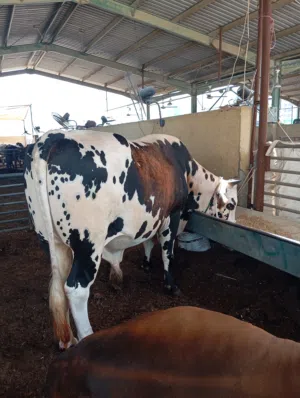 Big cow  Dubai cattle market alqusis