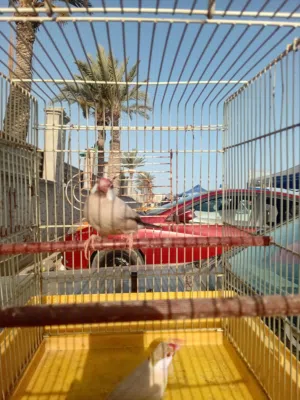 زيبرا للبيع