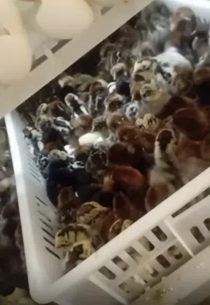 بيض دجاج