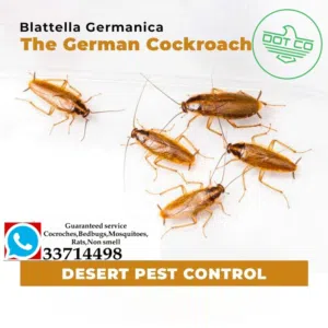 pest control and cleaning service paint service plumbing