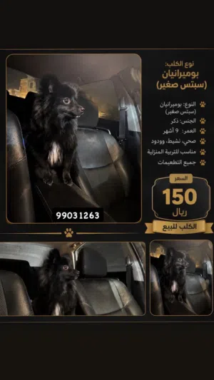 للبيع كلب نظيف و اموره طيبه ونشيط ويحب يلعب