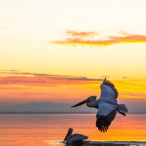 عمر محمد صابر ابراهيم شريتح 