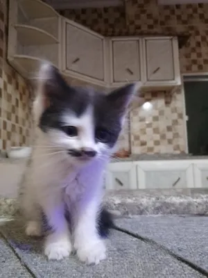 ‏شانشيلا‏3