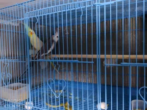 جوز كوكتيل للبيع