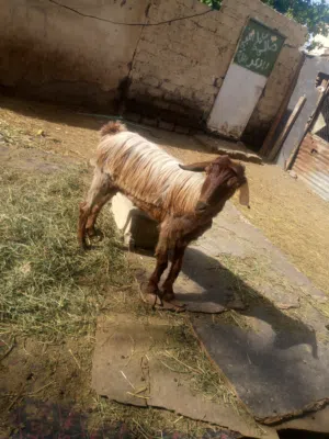 حيك شوف الوصف