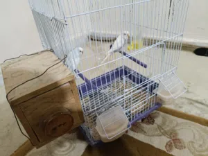 كوبيا بقلينو ربي يبارك