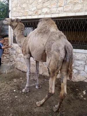 Camels1