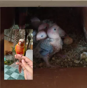 فروخ كنيور conure chicks