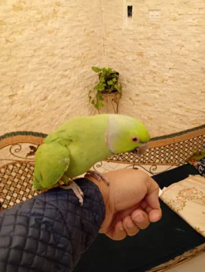 اقراء التفصيل