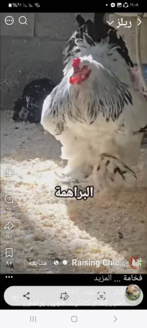 كتاكيت براهمااا