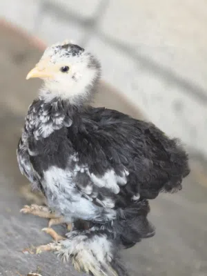 صيصان براهمه
