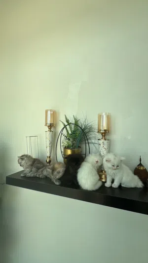 قطط بيوت شيرازيات للبيع
