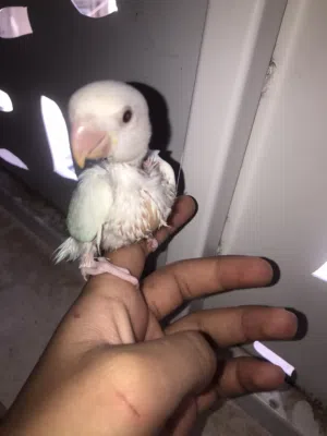 2عصافير بركاديلو البينو
