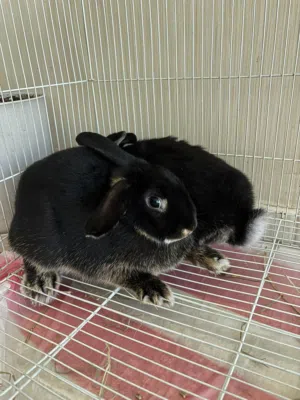 ارنب ارانب Rabbit Bunny