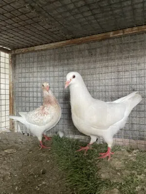 طبه لاحم مطور حجم