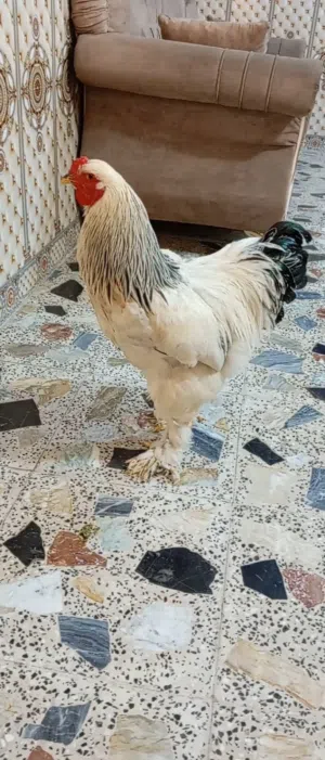 ديج اورهاما مخلف للبيع