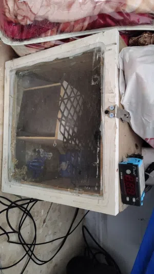 اكسسوارات الببغاء