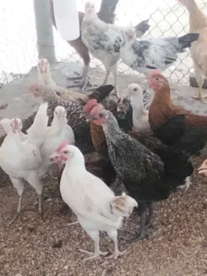 طيور  دجاج عماني تهجين فرنسي