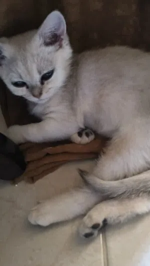 قط ذكر جولدين بوينت شعر قصير مع اغراضه
