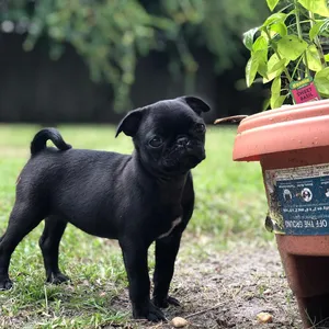 Pug0