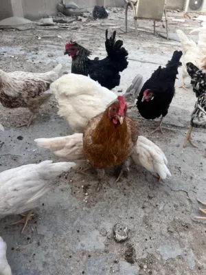 دجاج عرب للبيع تابع الوصف بياضات