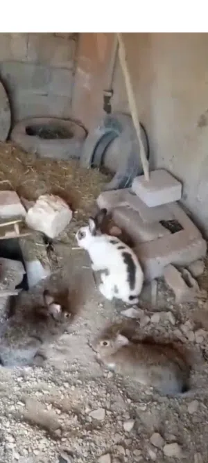 ارانب هجين بابيون