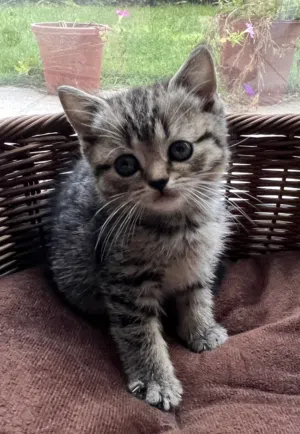 British Shorthair Kitten, Female 45 days old