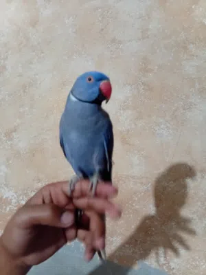 فحل دره ازرق فاله ابو فراخ شغال بخربط حكي ويسفر بطلع اصوات لعوب ريش كامل ذيل كامل محجل اليف بالصلاه
